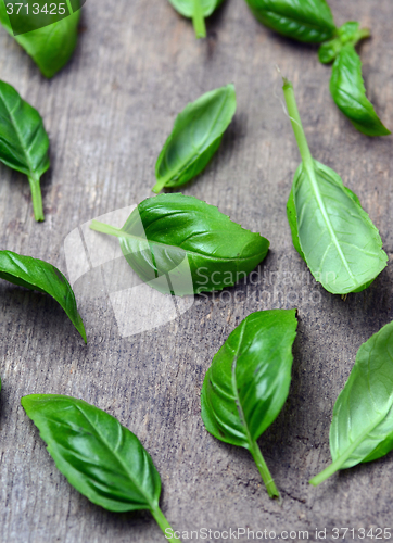 Image of Fresh basil leaves