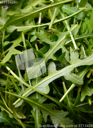 Image of Fresh rucola