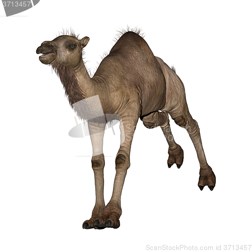 Image of Dromedary or Arabian Camel