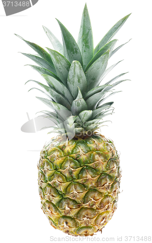 Image of Tropical pineapple isolated