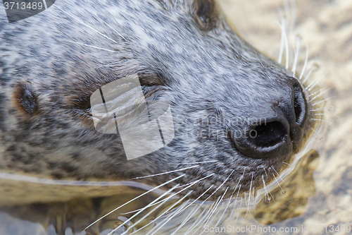 Image of Phoca vitulina, European common seal in the water