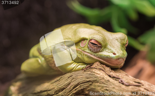 Image of Litoria Caerulea, Australian green tree frog resting