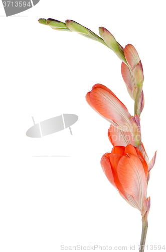 Image of Orange lilies