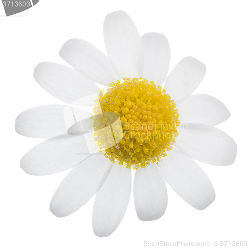 Image of Daisy flower