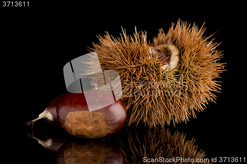 Image of Chestnuts on a black reflective background