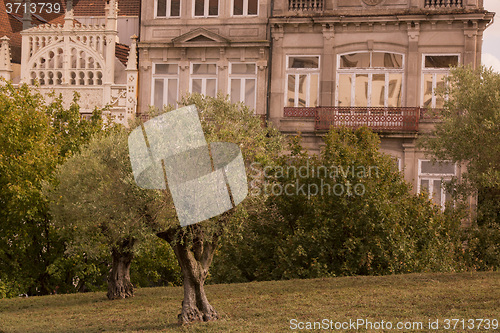 Image of EUROPE PORTUGAL PORTO RIBEIRA OLIVE TREE