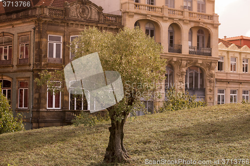 Image of EUROPE PORTUGAL PORTO RIBEIRA OLIVE TREE