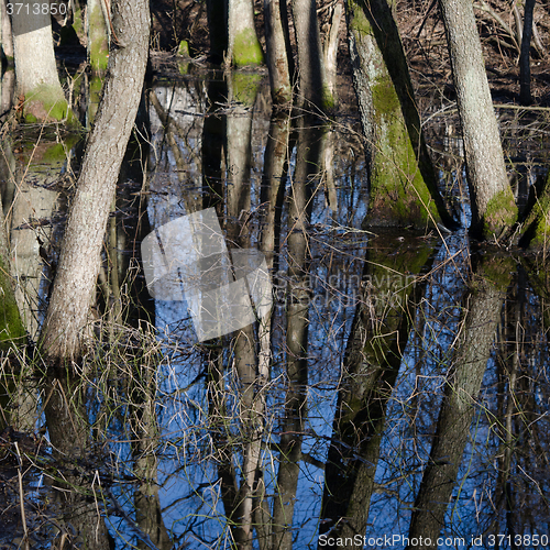 Image of Tree trunks in flood waters  