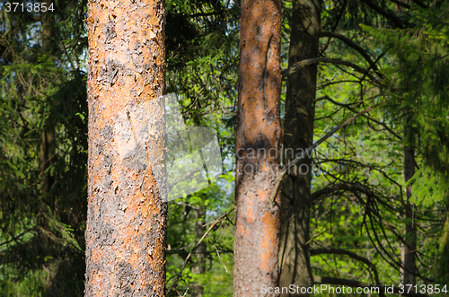 Image of Trunks of pine trees on the background of the forest