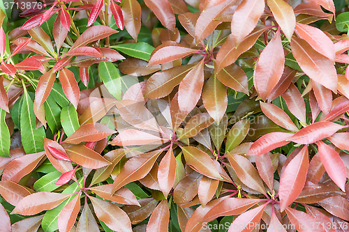 Image of Background of green and red leaf.