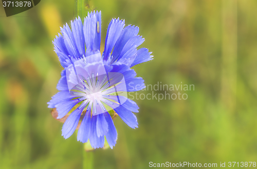 Image of Flower of chicory.