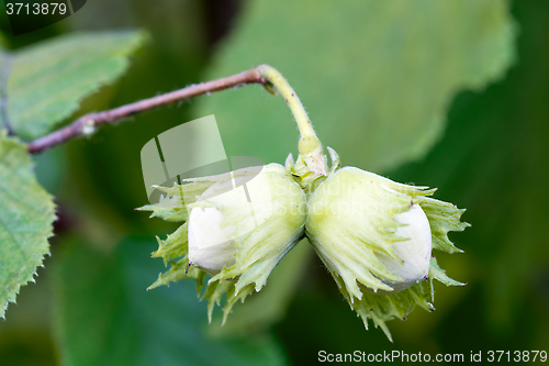 Image of Hazelnuts on the branch.