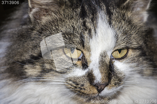 Image of Portrait of beautiful cat