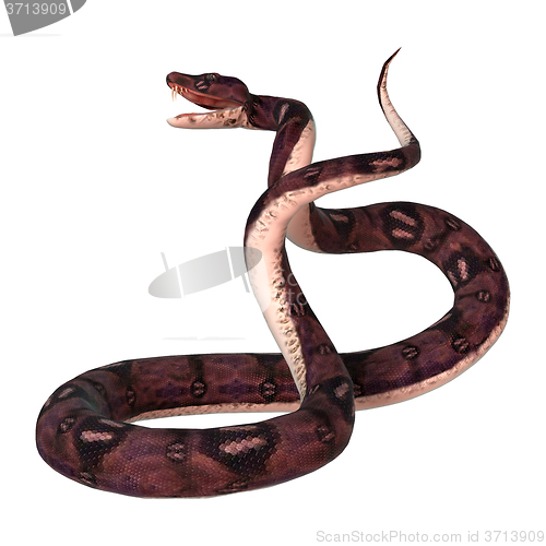 Image of Anaconda Snake on White