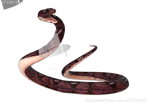 Image of Anaconda Snake on White