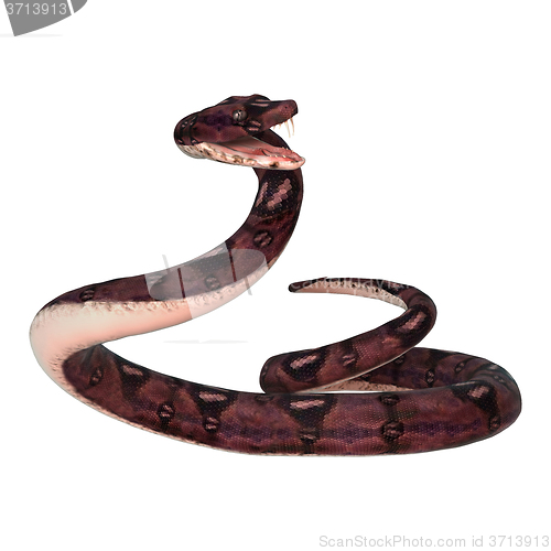 Image of Anaconda Snake on White