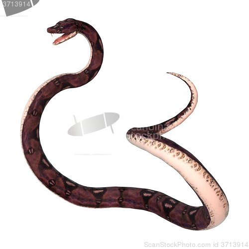 Image of Anaconda Snake on White