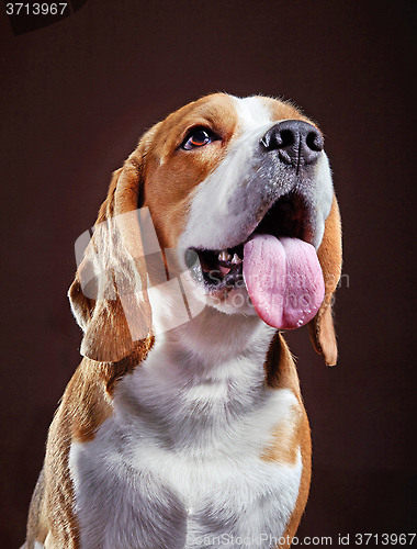 Image of Portrait of young beagle dog