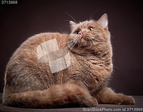 Image of Portrait of british short hair cat