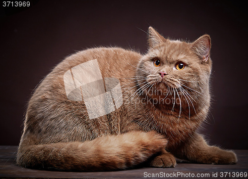 Image of Portrait of british short hair cat