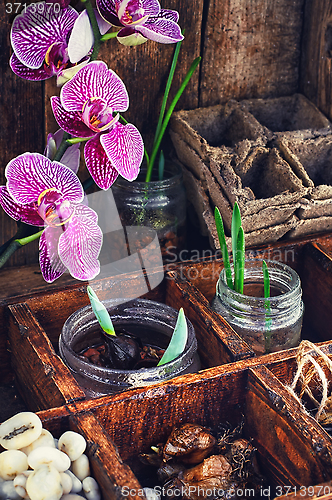 Image of Seedlings of flowers