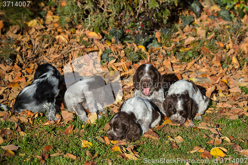 Image of English Cocker Spaniel puppy