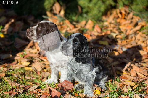 Image of English Cocker Spaniel puppy