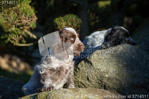 Image of English Cocker Spaniel puppy