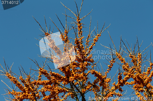 Image of Sea buckthorn tree