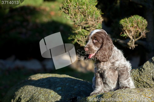 Image of English Cocker Spaniel puppy