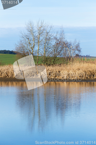 Image of reeds at the pond