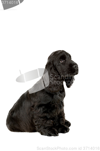 Image of english cocker spaniel puppy