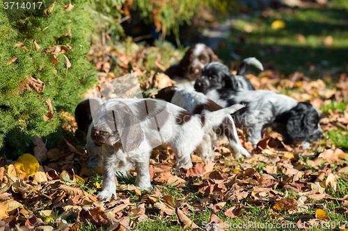 Image of English Cocker Spaniel puppy