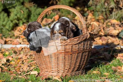 Image of English Cocker Spaniel puppy in basket