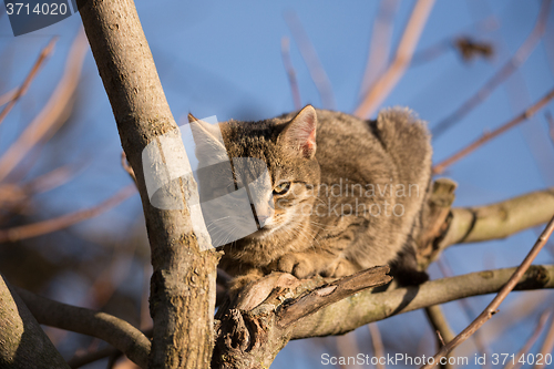 Image of Little cute gray kitten on tree