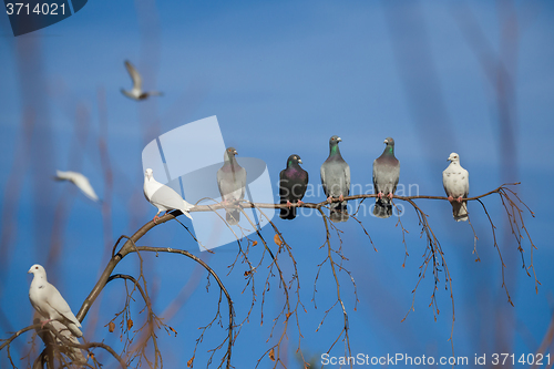 Image of pigeons sitting on the branch