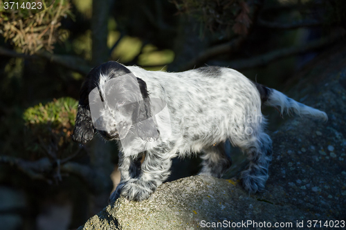 Image of English Cocker Spaniel puppy