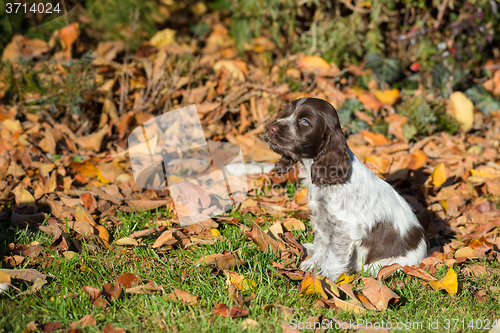 Image of English Cocker Spaniel puppy