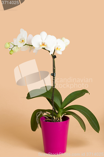 Image of romantic branch of white orchid on beige background