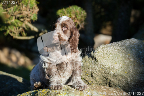 Image of English Cocker Spaniel puppy