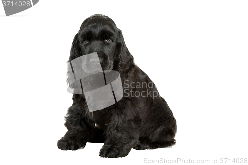 Image of english cocker spaniel puppy