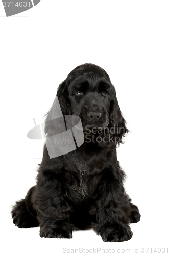 Image of english cocker spaniel puppy