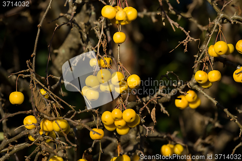 Image of yellow Crab Apples Golden Hornet