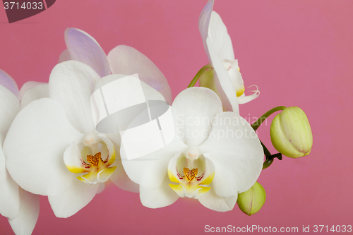 Image of romantic branch of white orchid
