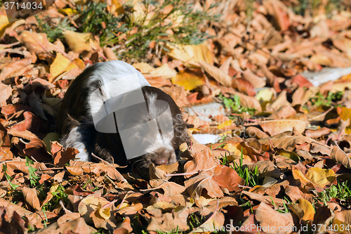 Image of English Cocker Spaniel puppy