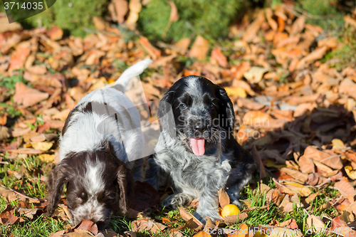 Image of English Cocker Spaniel puppy