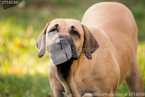 Image of puppy of Fila Brasileiro (Brazilian Mastiff)