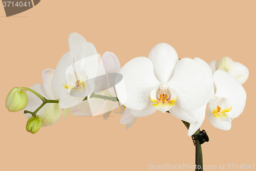 Image of romantic branch of white orchid on beige background