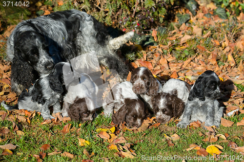 Image of English Cocker Spaniel puppy