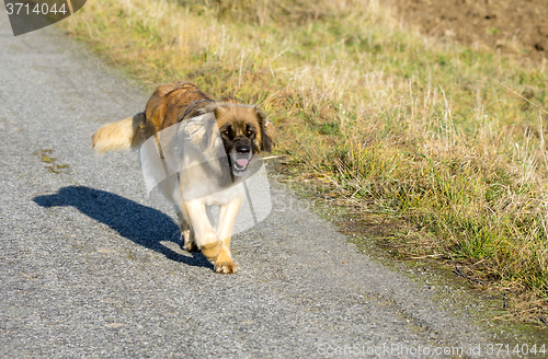 Image of purebred Leonberger dog outdoors